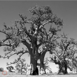 How to Use the Baobab Tree