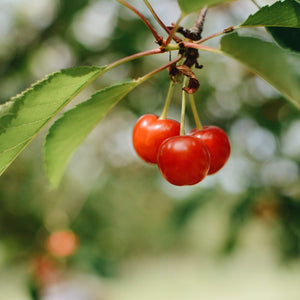 Does Tart Cherry Help Me?