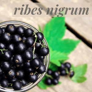 Dried Black Currants, 4 oz.