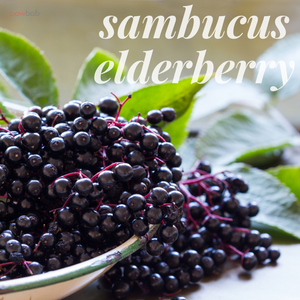 Elderberry Chocolate Bites